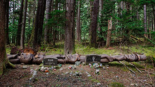 Efter att åren 1929–2006 ha förvarats i Sverige vilar G’psgolox totempåle i dag på en gravplats på Vancouver Island. Foto: Tony Sandin